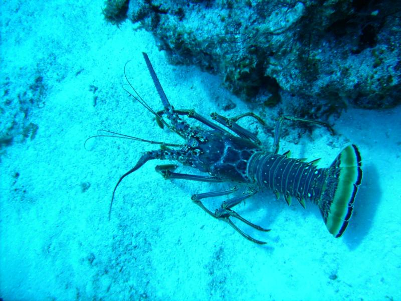 Caribbean lobster, Cozumel