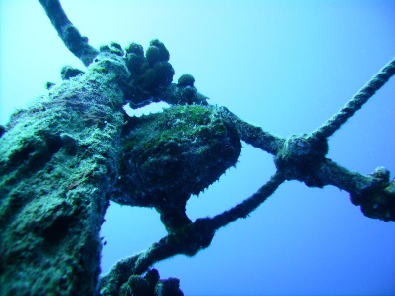 Frog fish, Hawaii