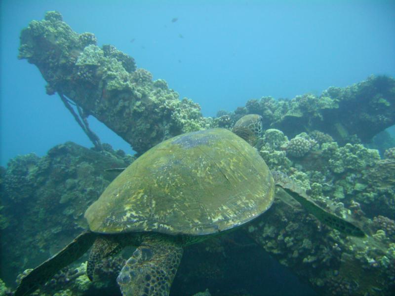 Turtle, Hawaii