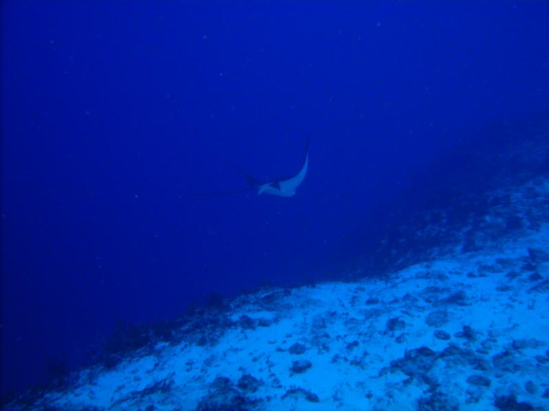 Eagel Ray, Cozumel