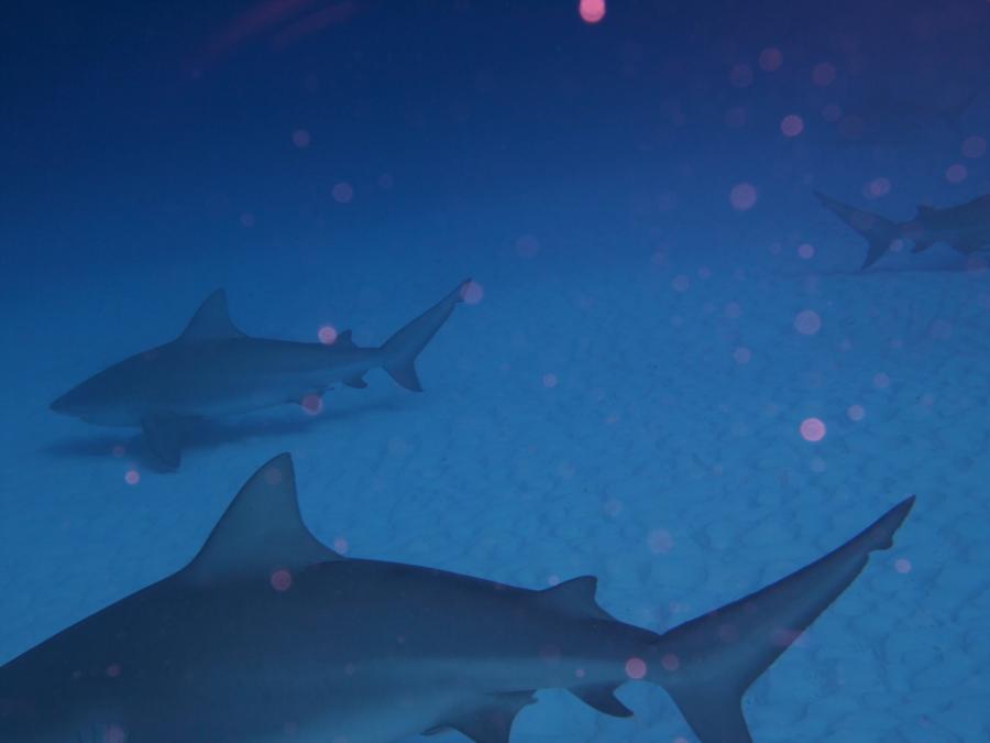 Playa del Carmen Bull sharks