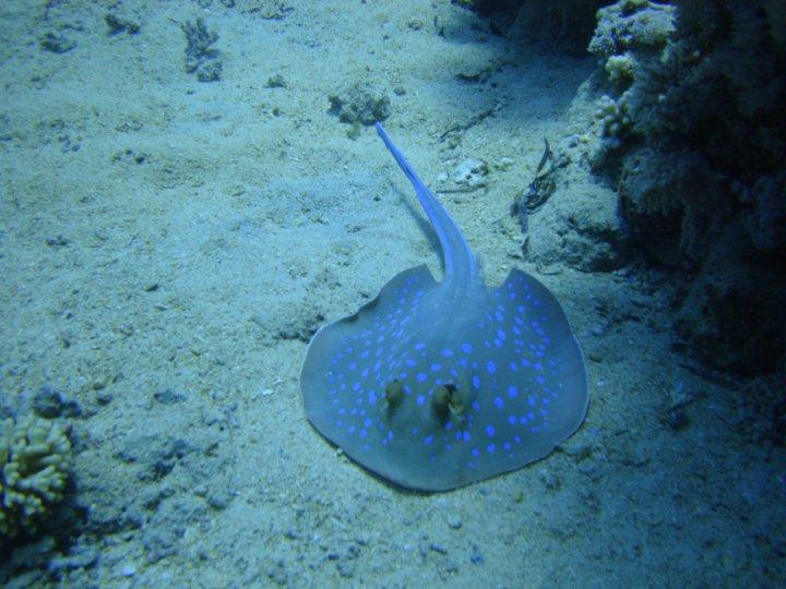 Good old blue spotted stingray!
