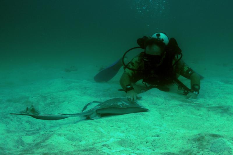 Petting a stingray 