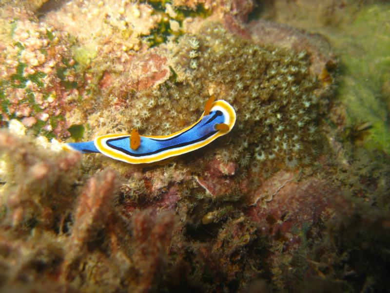 Garden Eel, Alona Beach, Panglao, Philippines.