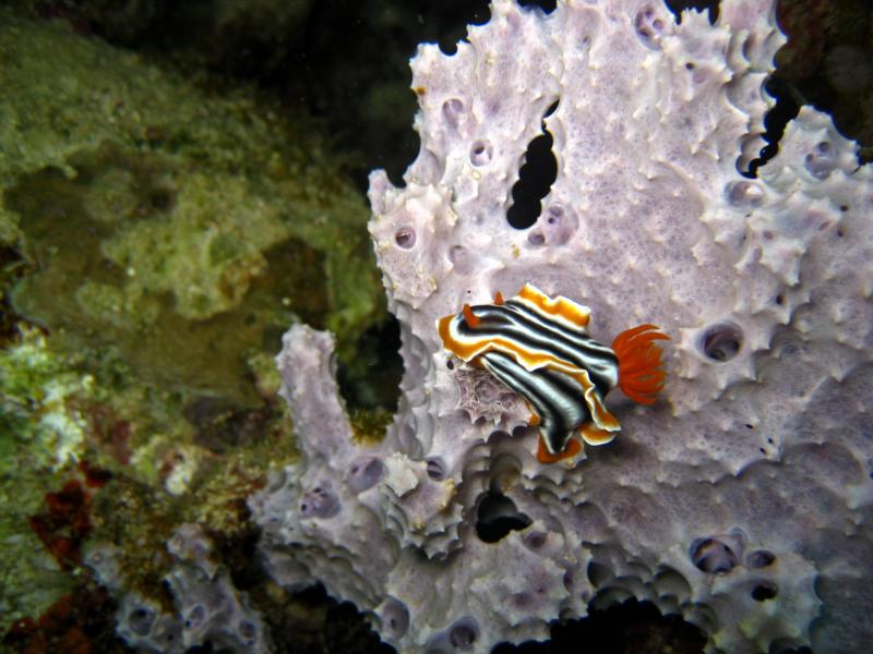 Garden Eel, Alona Beach, Panglao, Philippines.