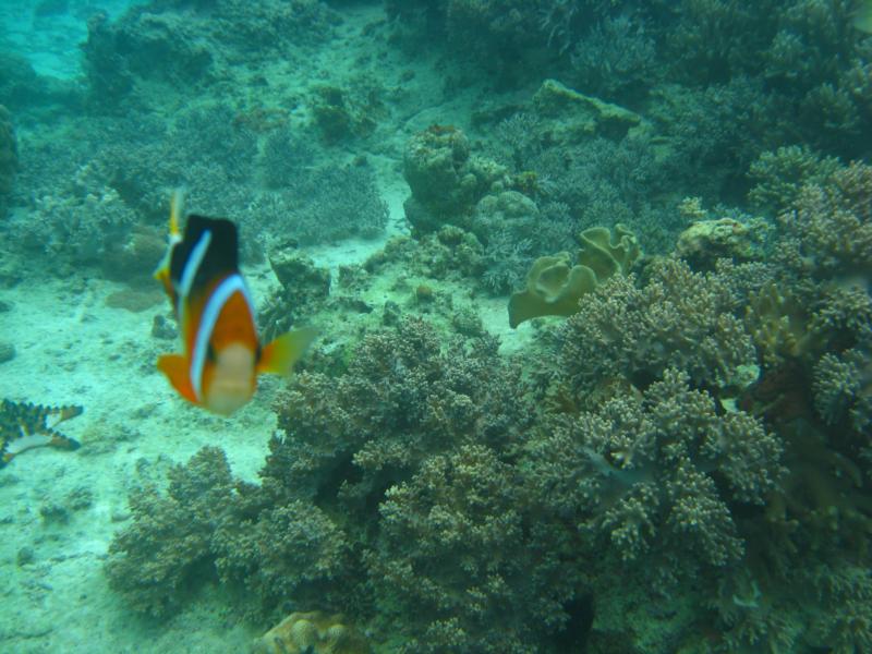 Garden Eel, Alona Beach, Panglao, Philippines.