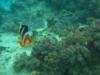 Garden Eel, Alona Beach, Panglao, Philippines.