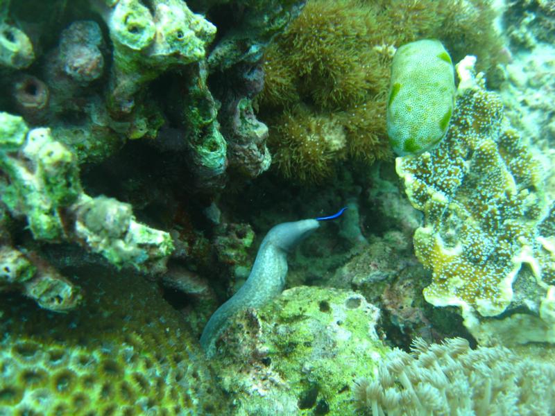 Garden Eel, Alona Beach, Panglao, Philippines.