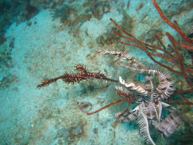 Kalipayan Wreck, Alona Beach, Panglao, Philippines.