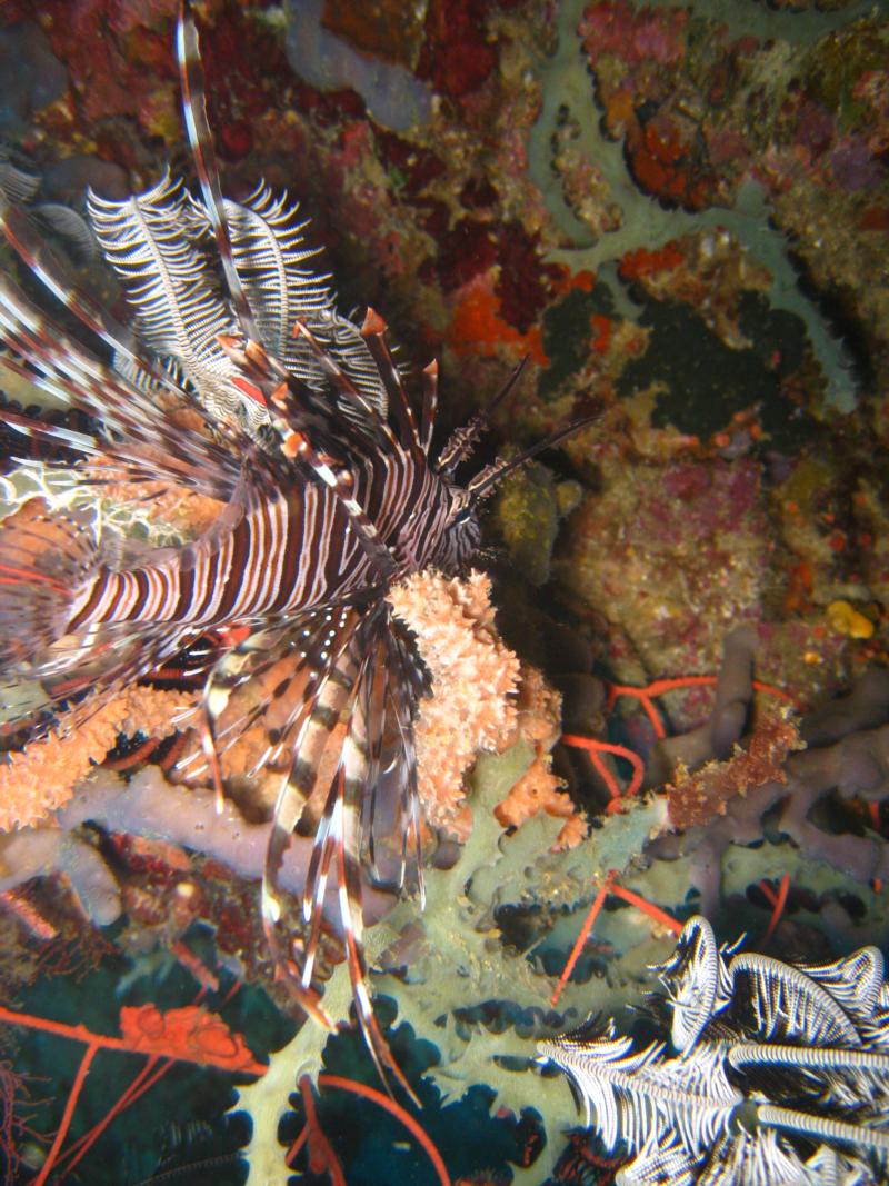 Garden Eel, Alona Beach, Panglao, Philippines.