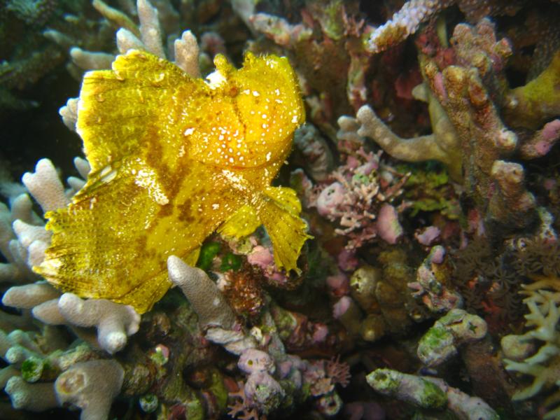 Garden Eel, Alona Beach, Panglao, Philippines.