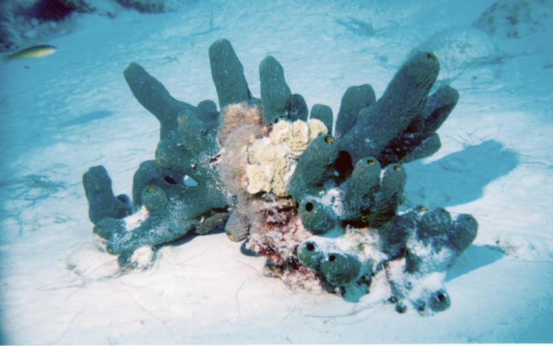 coral and sponge form in bonaire