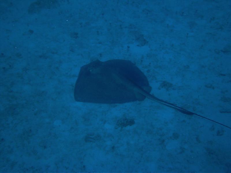 stingray