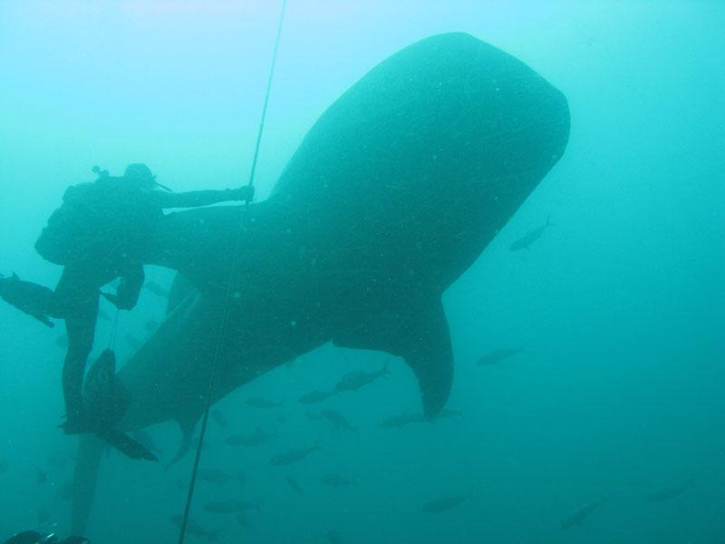 Whale shark