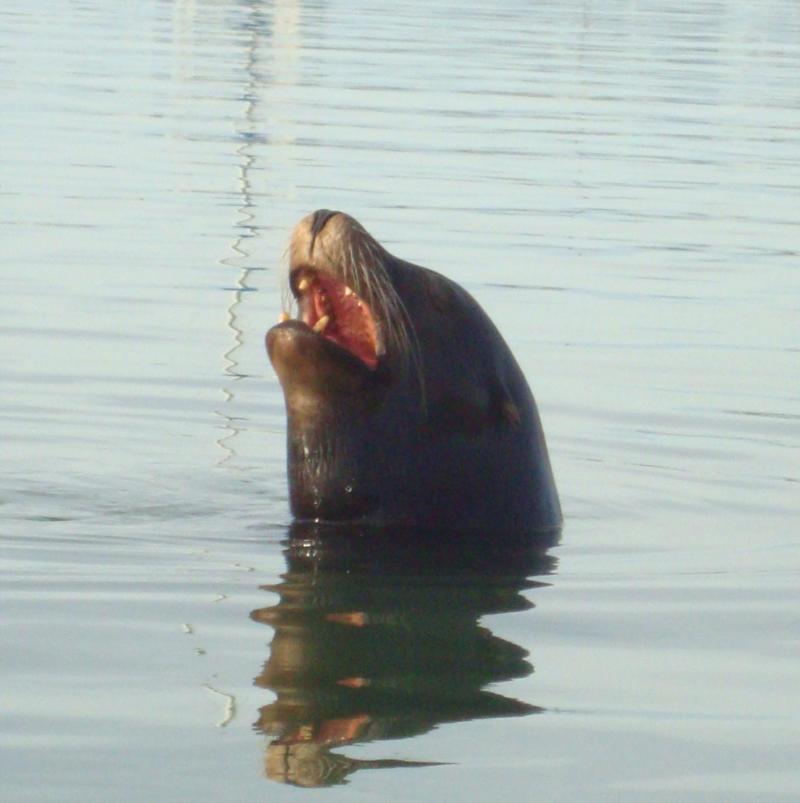 Morro Bay wildlife (seal)