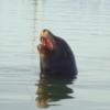 Morro Bay wildlife (seal)