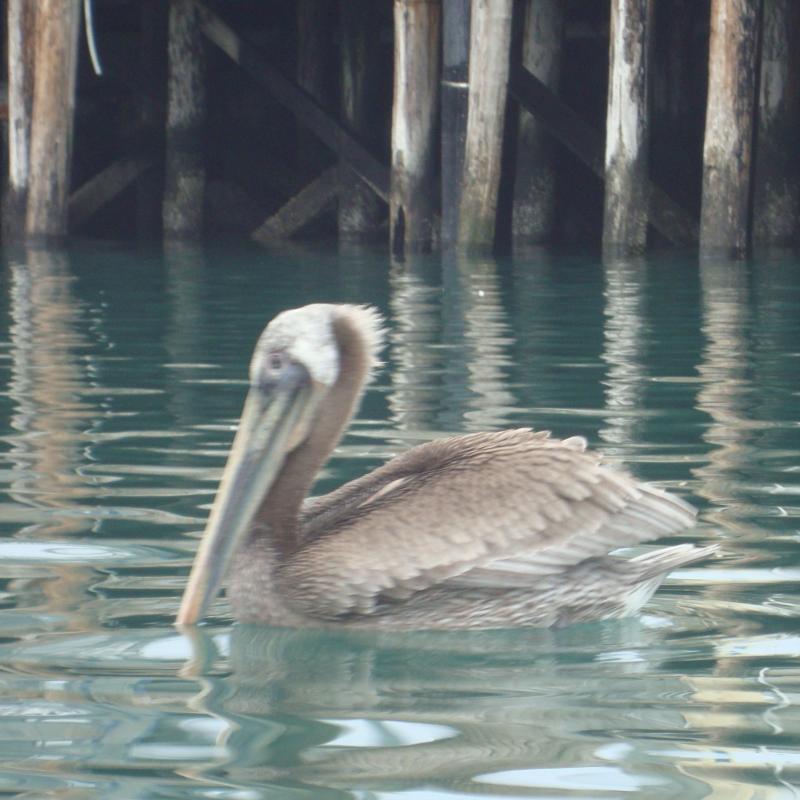 Morro Bay wildlife (pelican)