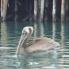 Morro Bay wildlife (pelican)