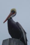 Morro Bay wildlife (pelican)