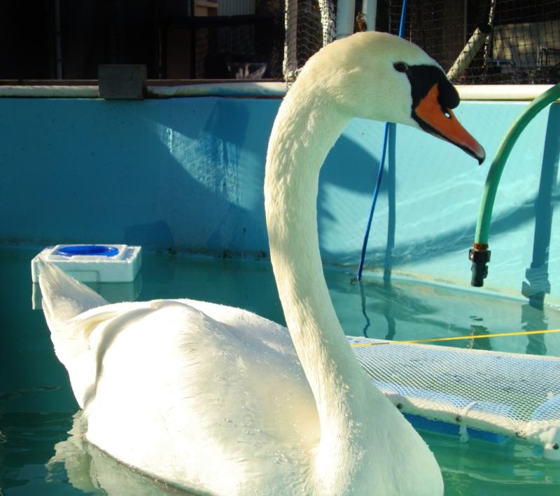 Atascadero Lake swan, indested a lead fishing sinker, rehabilitated and released :)