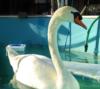 Atascadero Lake swan, indested a lead fishing sinker, rehabilitated and released :)