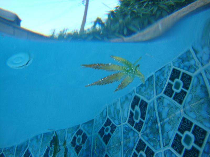 Leaf blew into the pool