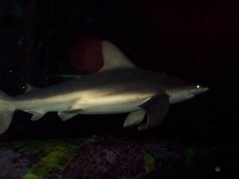 Night Shark