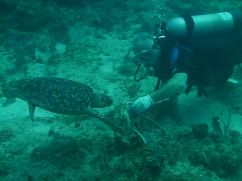 sea turtle, St. John, U.S.V.I.