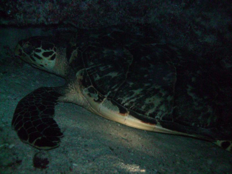 sea turtle, night dive