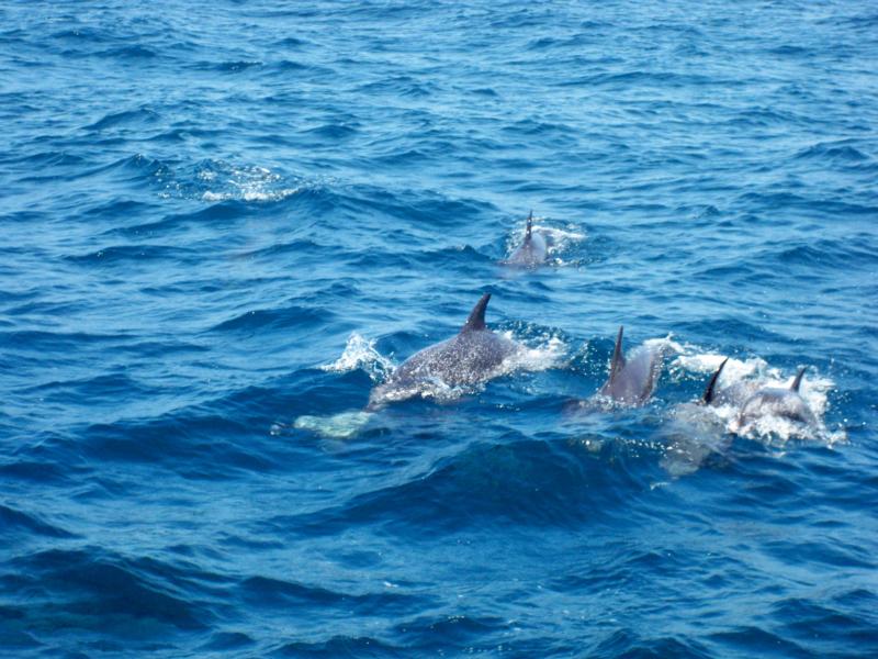 30 miles off South Carolina, in route to the SS Hebe