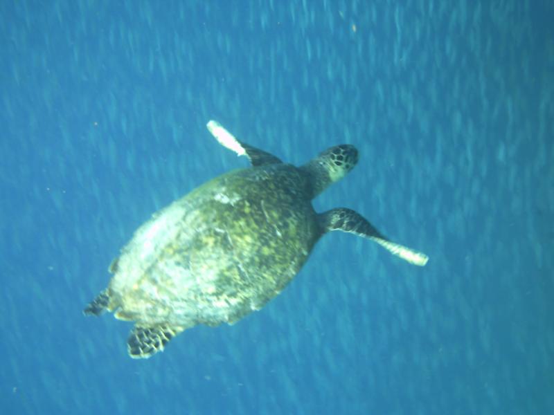 Turtle @ gili trawanangan, lombok, indonesia