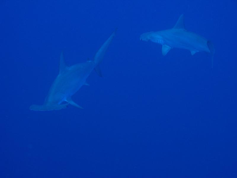 Curious Hammerheads at Moku Hooniki