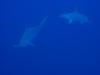 Curious Hammerheads at Moku Hooniki