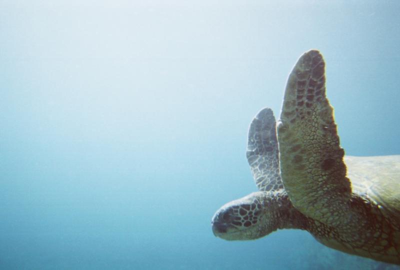 Turtle at Mala