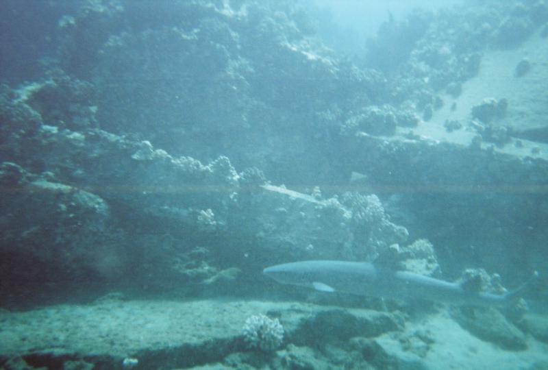 White Tip at Mala