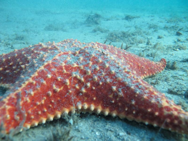 Starfish