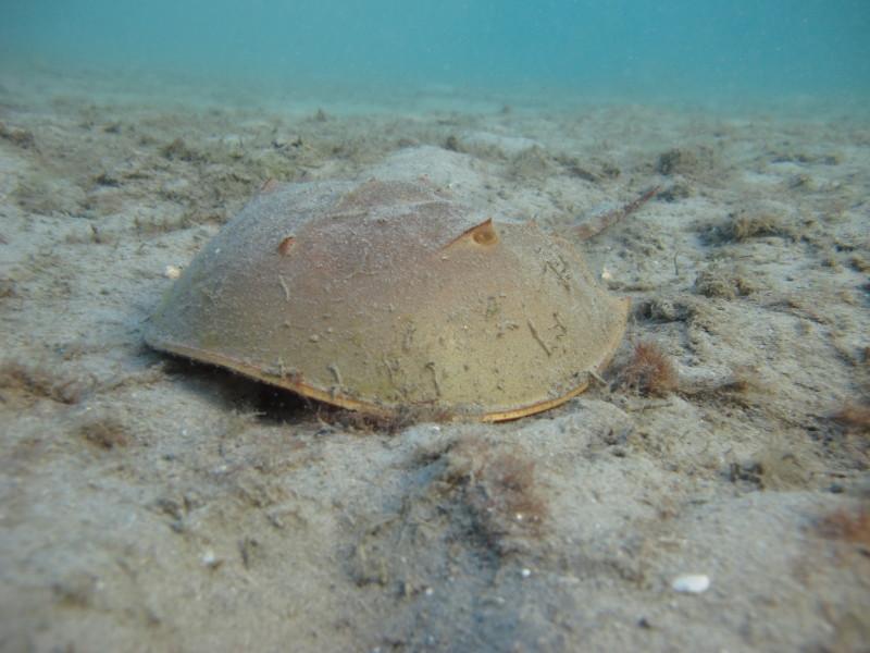 Horseshoe crab