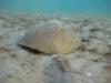 Horseshoe crab