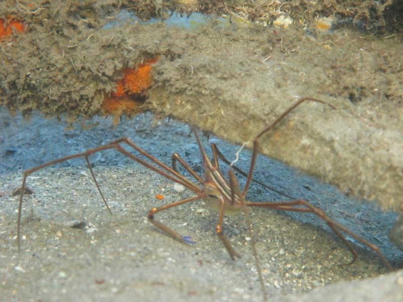 Yellowline Arrow Crab