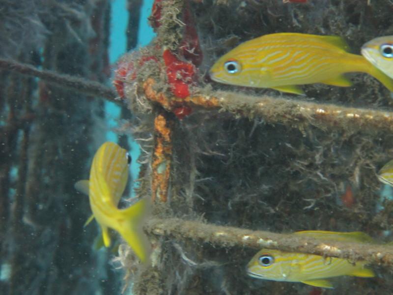 Cute yellow fish (sp.?)