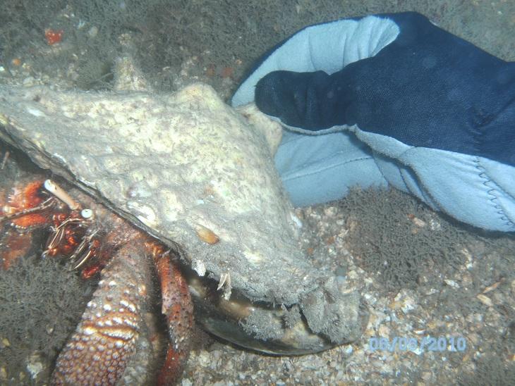 Blue Heron Bridge Crab