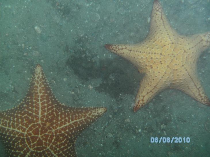 Blue Heron Starfish