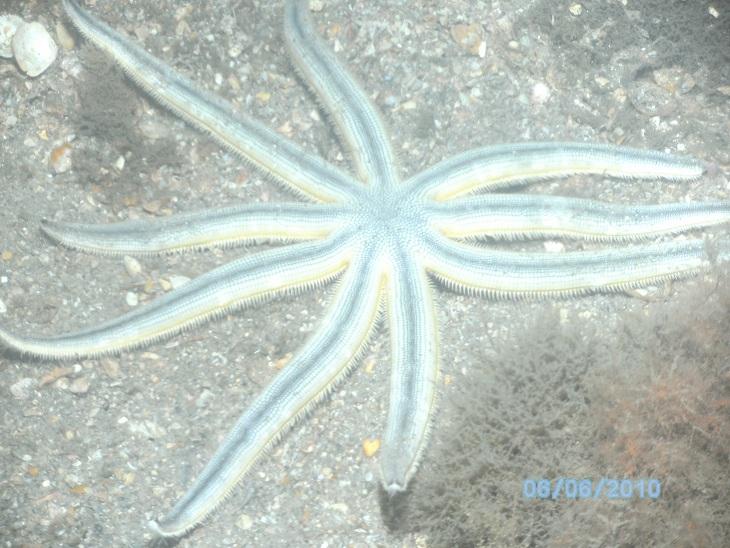 Blue Heron Starfish