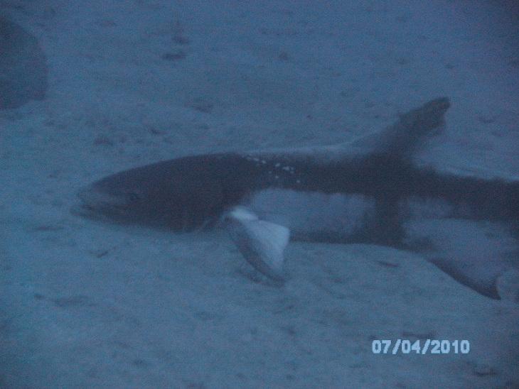 Cobia