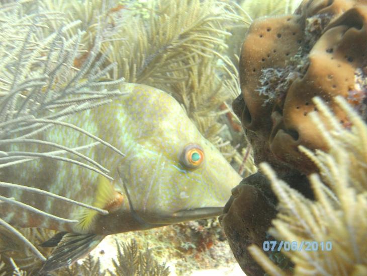 Key Largo Hogfish