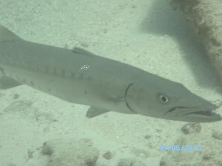 Barracuda