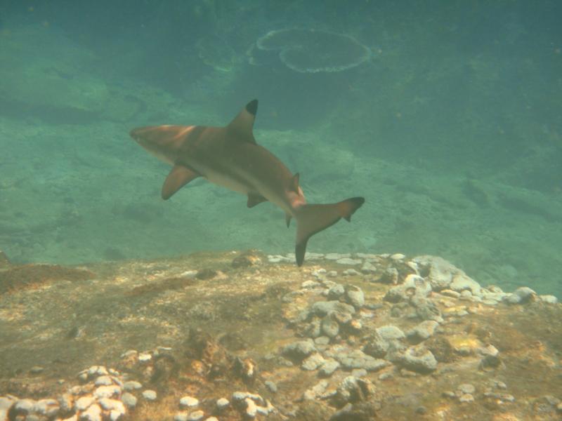 Black-tipped spotted during a snorkel at Redang