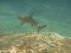 Black-tipped spotted during a snorkel at Redang