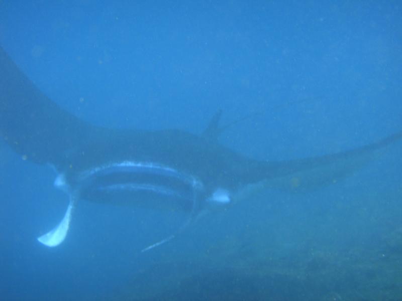 Manta at Nusa Penida