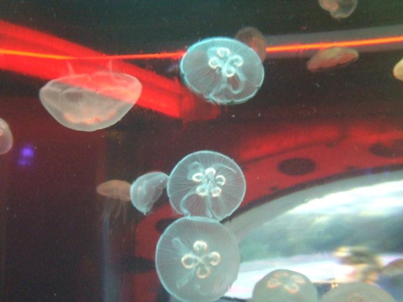 more jellyfish